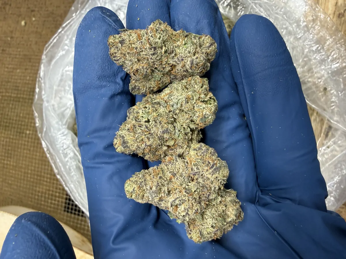 Candy Gas Flower